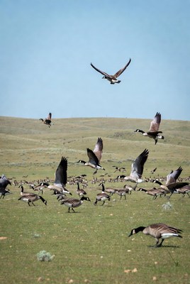 Geese gather on grassy plains