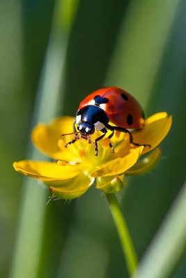Ladybug on a yellow flower
