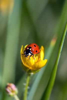 Ladybug on yellow flower in spring