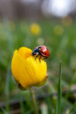 Ladybug on yellow flower in springtime