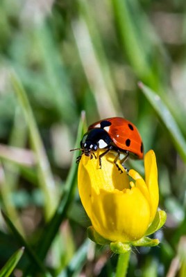 Ladybug on yellow flower petal