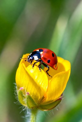 Ladybug on yellow flower petal