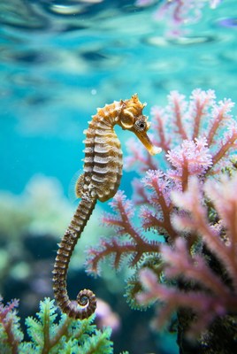 Seahorse swimming near coral reef