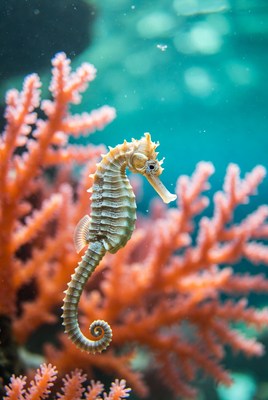 Seahorse swimming near coral reef
