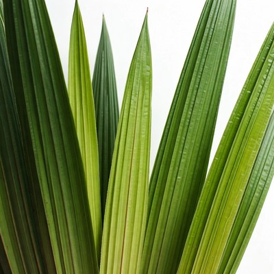 Bright green palm leaves close up