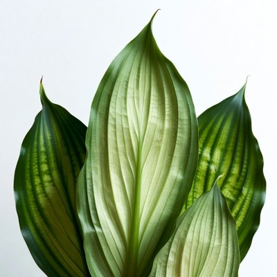 Close-up of green leaves