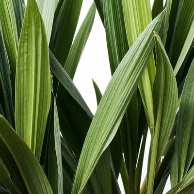 Close-up of green plant leaves