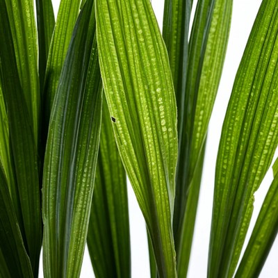 Green leaves in bright light