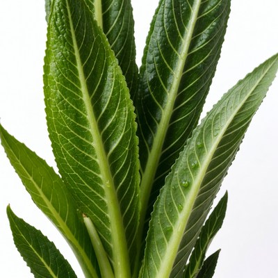 Fresh green plant leaves close up