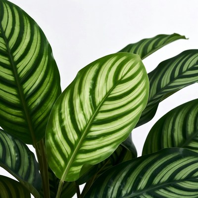 Green leaves of a plant in indoor setting