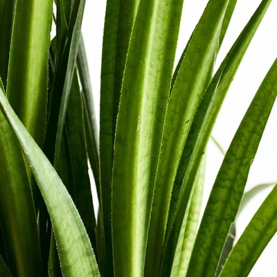 Close up of green plant leaves