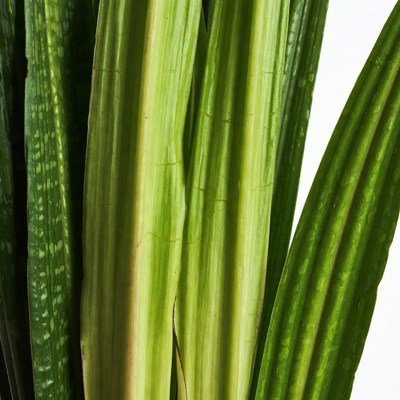 Close view of green plant leaves