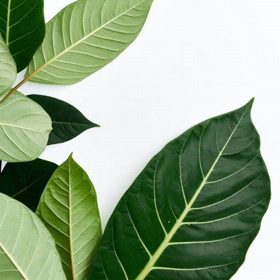 Green leaves on a white backdrop