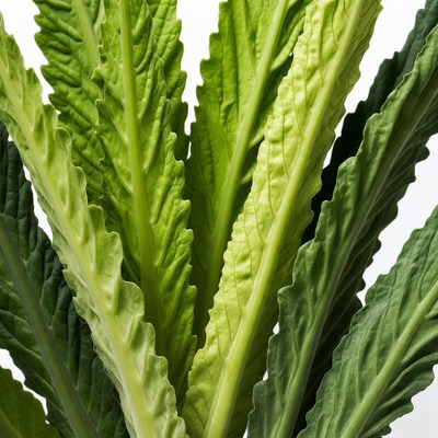 Fresh green leaves arranged together