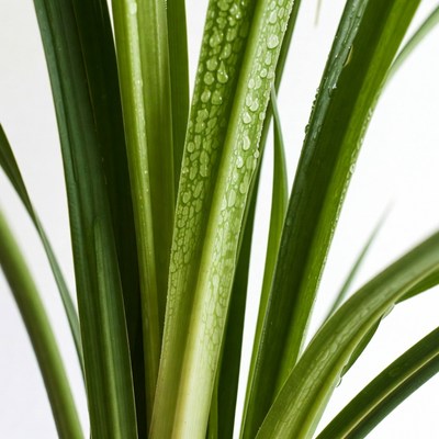 Close up of fresh green plant leaves
