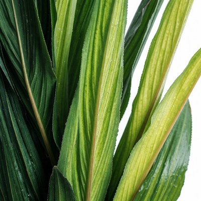 Close up of green leaves in natural light