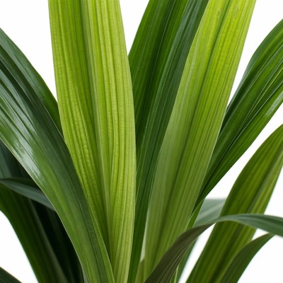 Close-up of green plant leaves in bright light