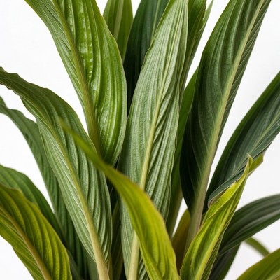 Green leaves display in indoor setting