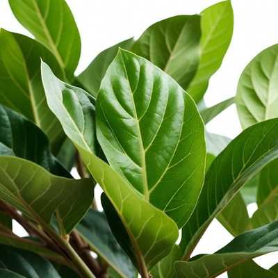 Green leaves on a plant branch