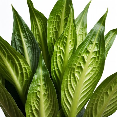 Close-up of green plant leaves