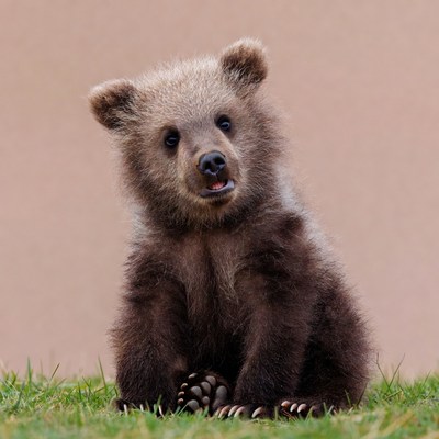 Bear cub sitting on grass