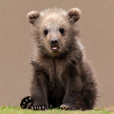 Young bear sitting on grass