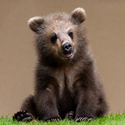 Young bear sitting on grass