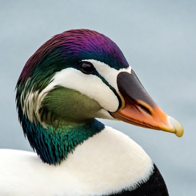 Colorful duck in water