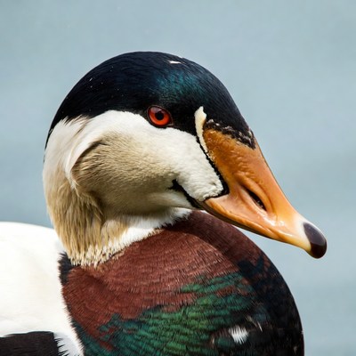 Colorful duck close-up in nature setting