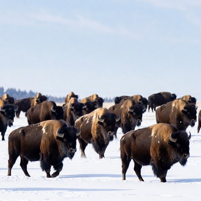 Bison herd running on snow