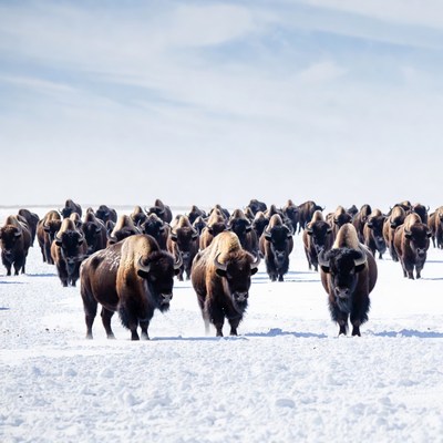 Herd of bison walking in snow
