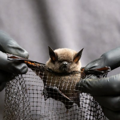 Bat being handled by a person