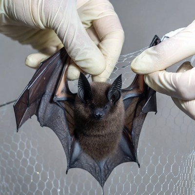 Bat being examined in a lab