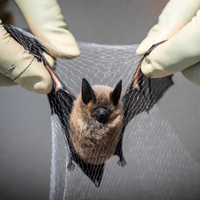 Bat caught in research net