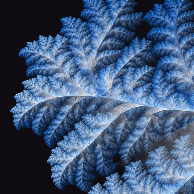 Fern leaves against dark background
