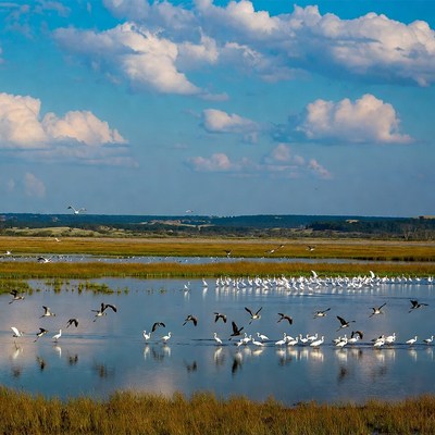 Birds flying over a wetland area