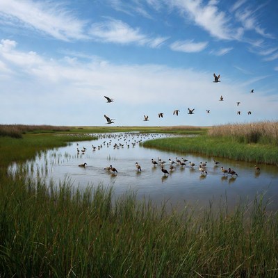 Wetland with ducks and skyline