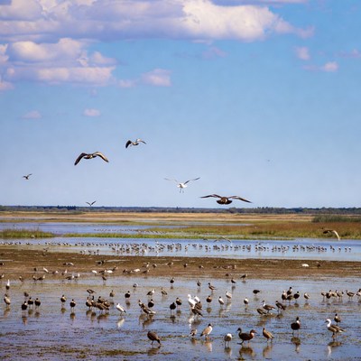 Birds gather by the water in a wetland