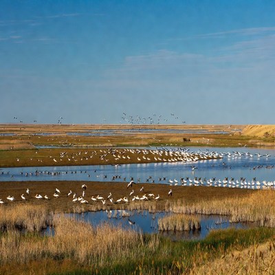 Birds gather by the water during daylight