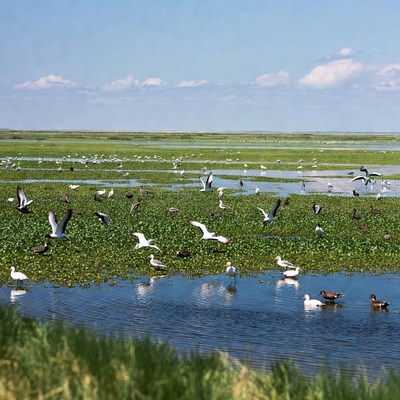 Birds flying over wetland area