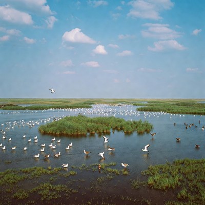 Birds gathering at wetland area
