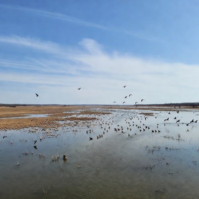 Birds flying over wetland area