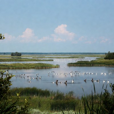 Swamp scene with birds flying