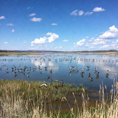 Birds flying over a lake