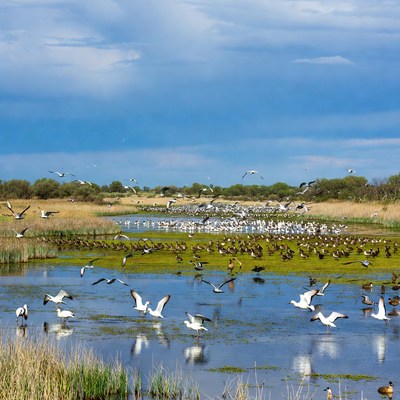 Birds flying over wetland area