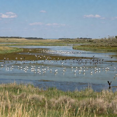 Birds gather near water body