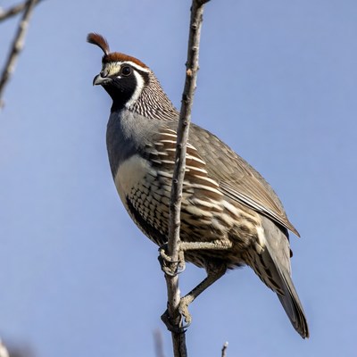 Quail perched on tree branch in sunlight
