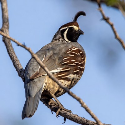 Quail perched on a branch