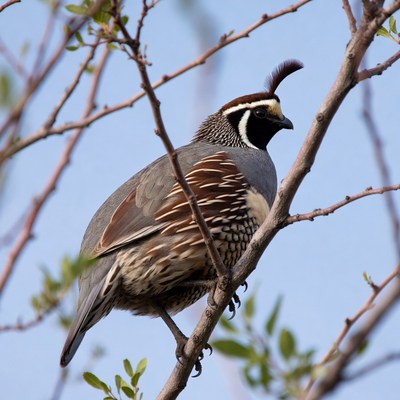 Quail sitting on a branch in daylight