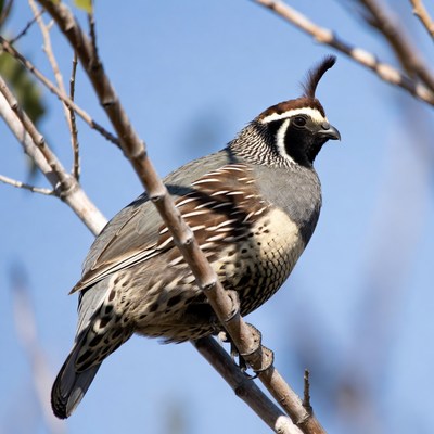 Quail on a tree branch